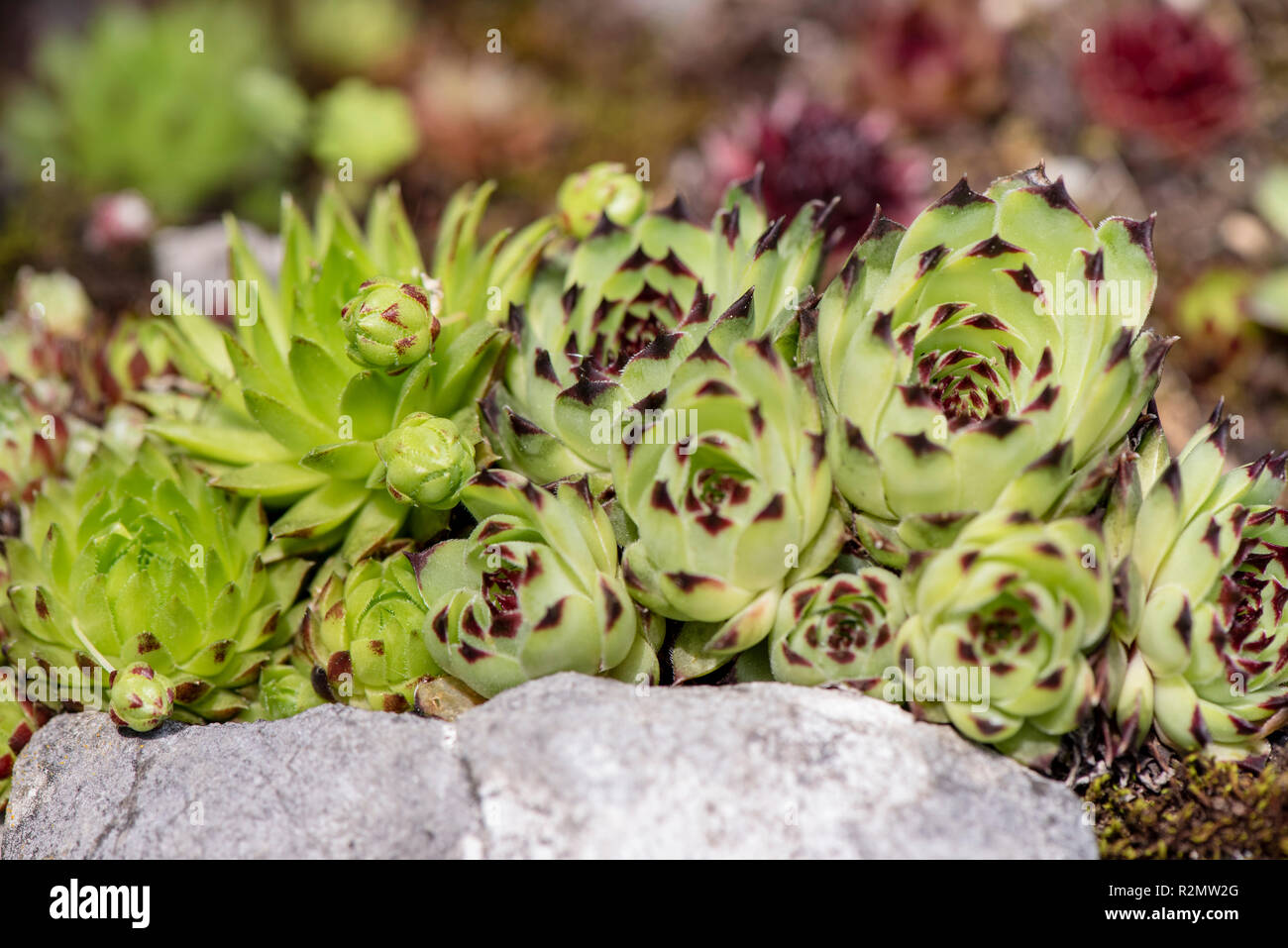Houseleek as a medicinal plant for natural medicine and herbal medicine Stock Photo
