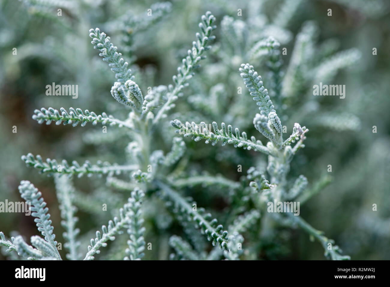 Grey santolina as a medicinal plant for natural medicine and herbal medicine Stock Photo
