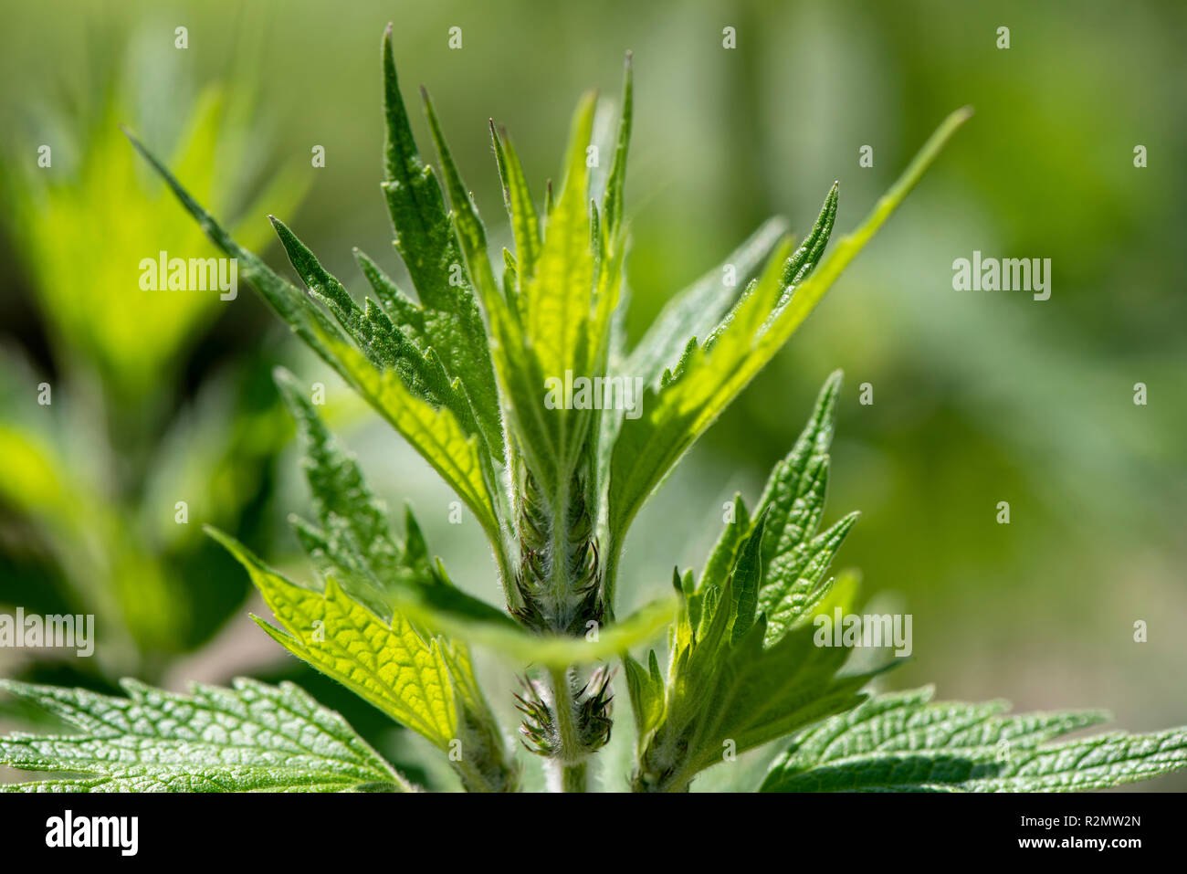 Motherwort as a medicinal plant for natural medicine and herbal medicine Stock Photo