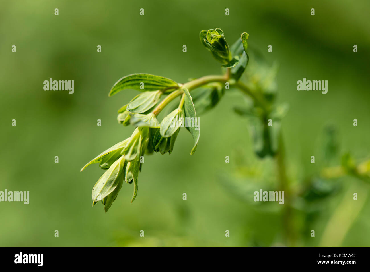 Amber as a medicinal plant for natural medicine and herbal medicine Stock Photo