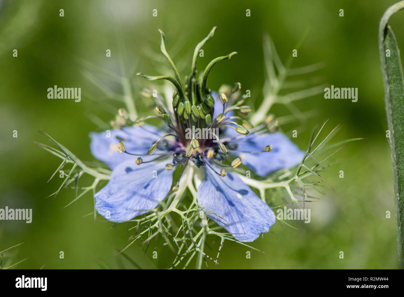 Virgin in the countryside as a medicinal plant for natural medicine and herbal medicine Stock Photo