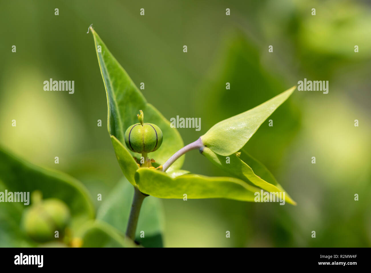 Caper spurge as a medicinal plant for natural medicine and herbal medicine Stock Photo