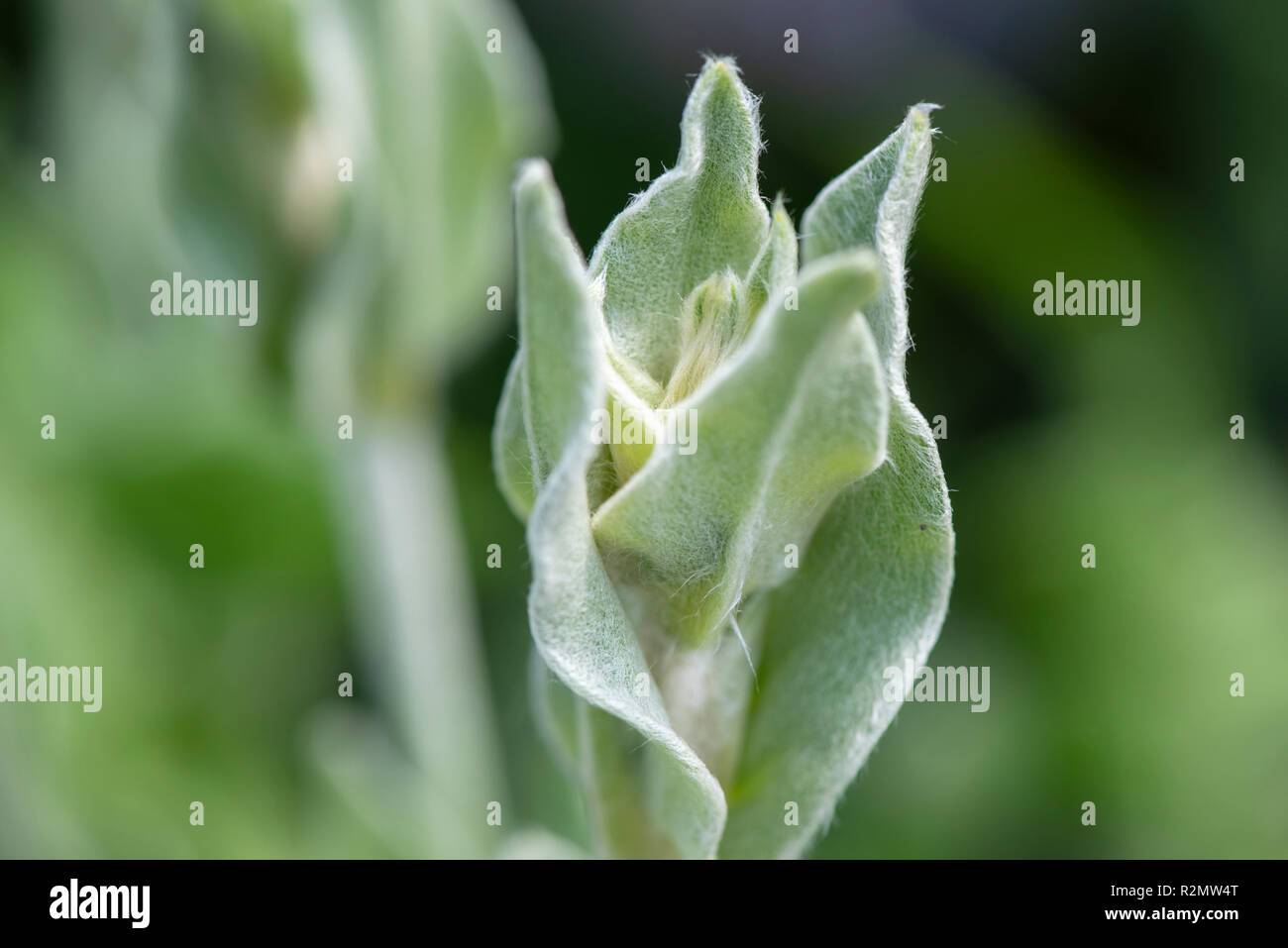 Bloody William as a medicinal plant for natural medicine and herbal medicine Stock Photo