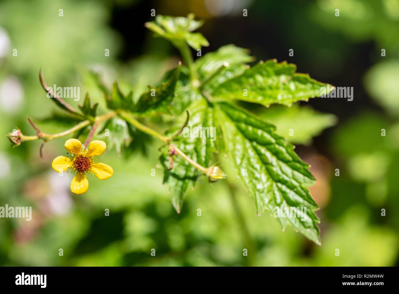 Avens as a medicinal plant for natural medicine and herbal medicine Stock Photo