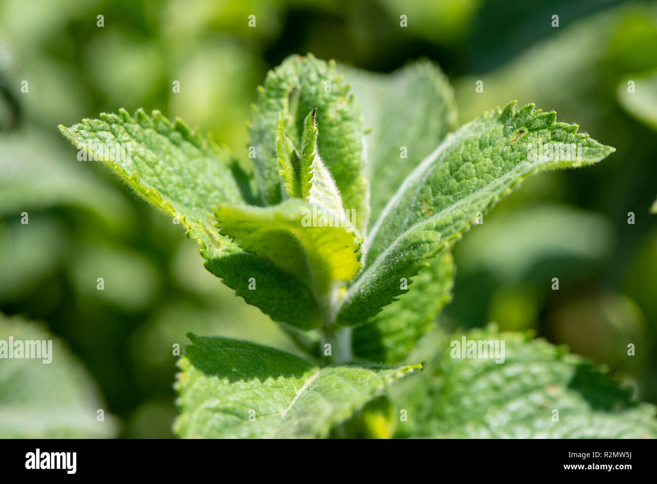 Peppermint as a medicinal plant for natural medicine and herbal medicine Stock Photo