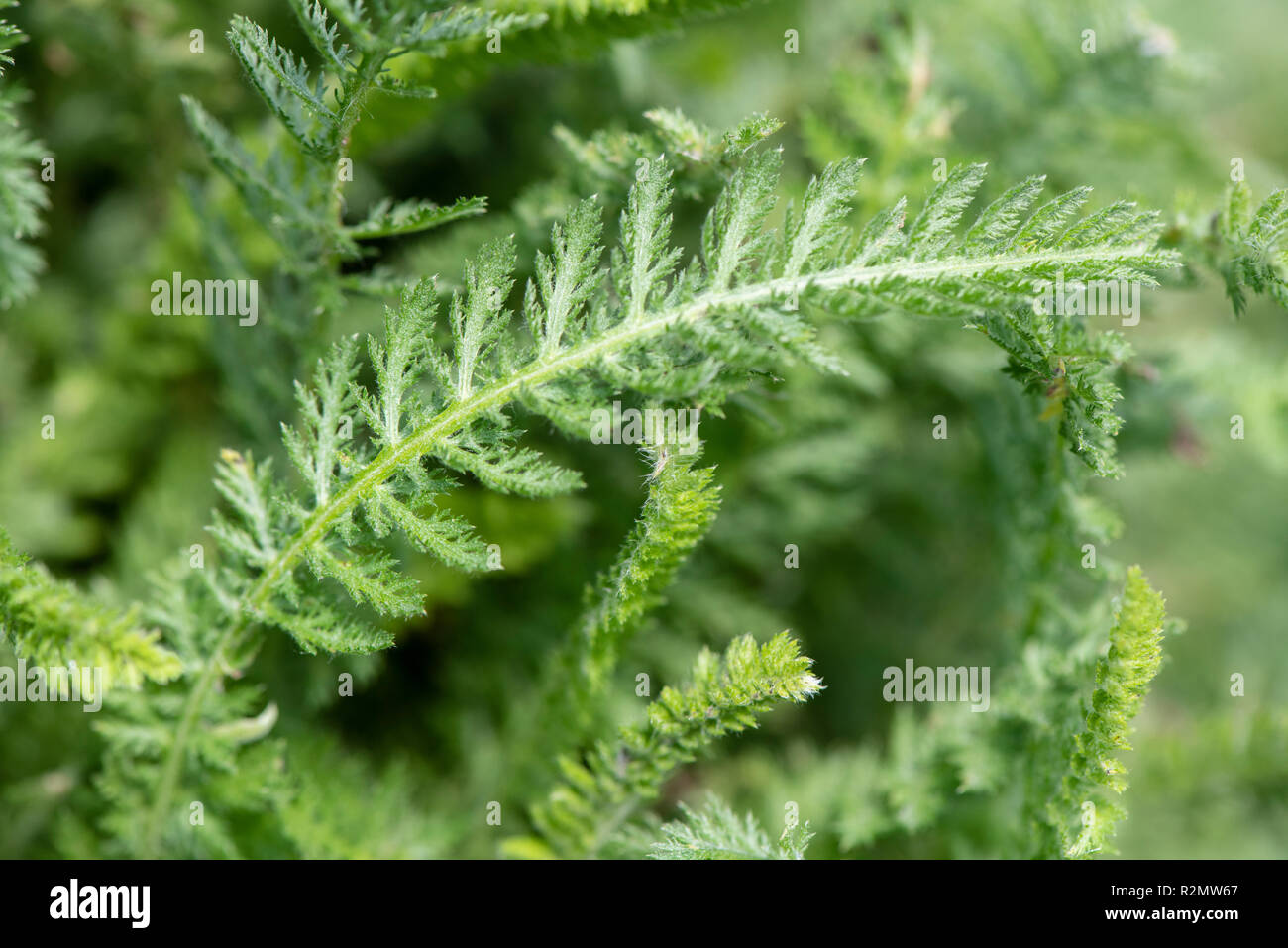 Yarrow as a medicinal plant for natural medicine and herbal medicine Stock Photo