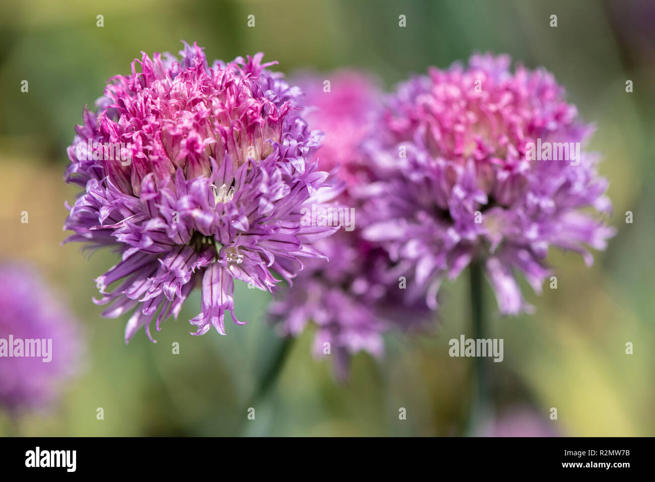 Chives as a medicinal plant for natural medicine and herbal medicine Stock Photo