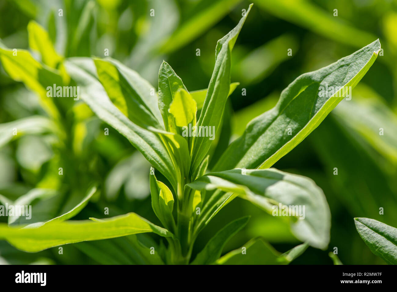 Soapwort as a medicinal plant for natural medicine and herbal medicine Stock Photo