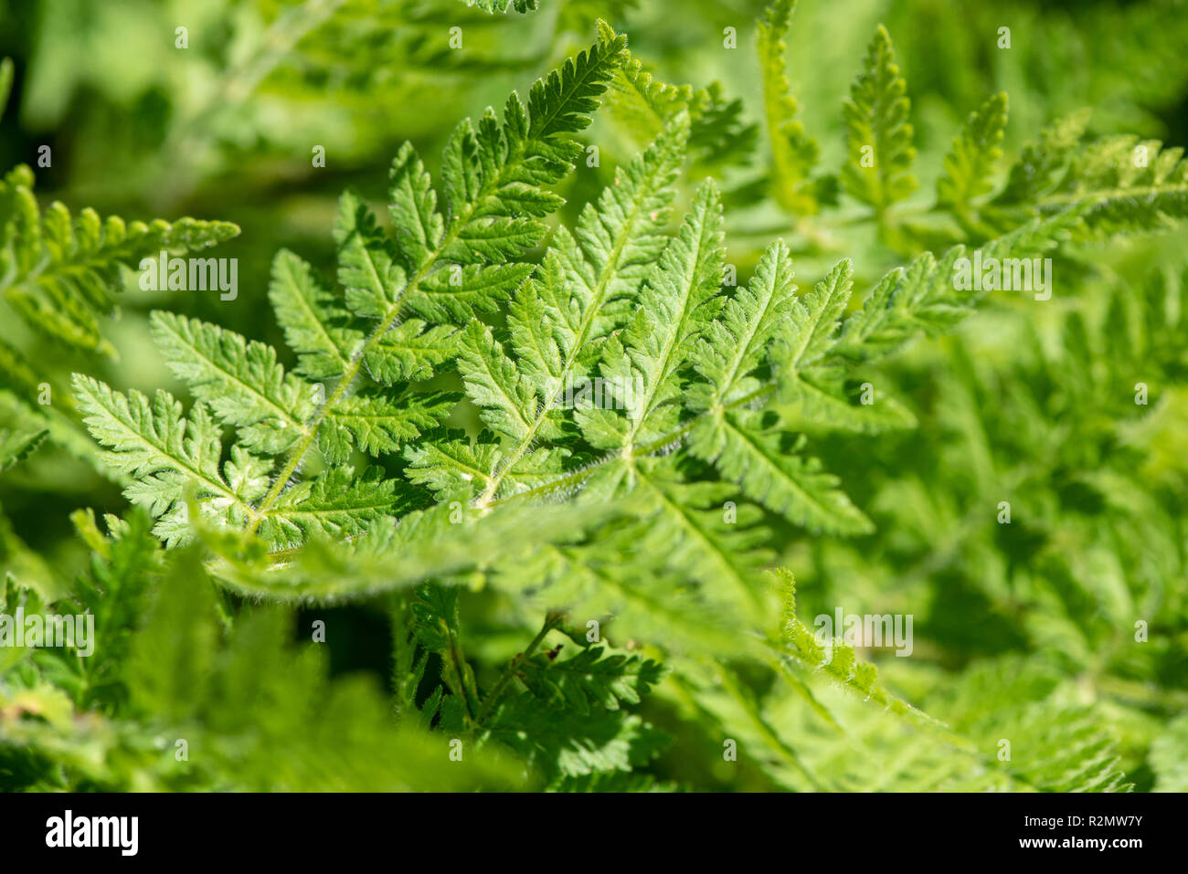 Sweet cicely, as a medicinal plant for natural medicine and herbal medicine Stock Photo
