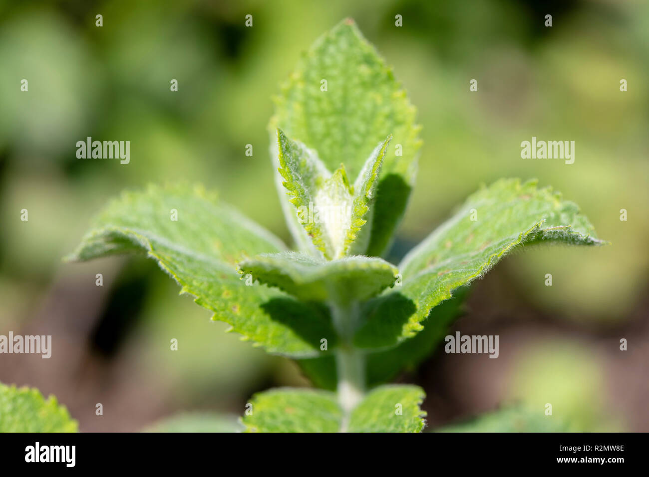 Water Mint as a medicinal plant for natural medicine and herbal medicine Stock Photo