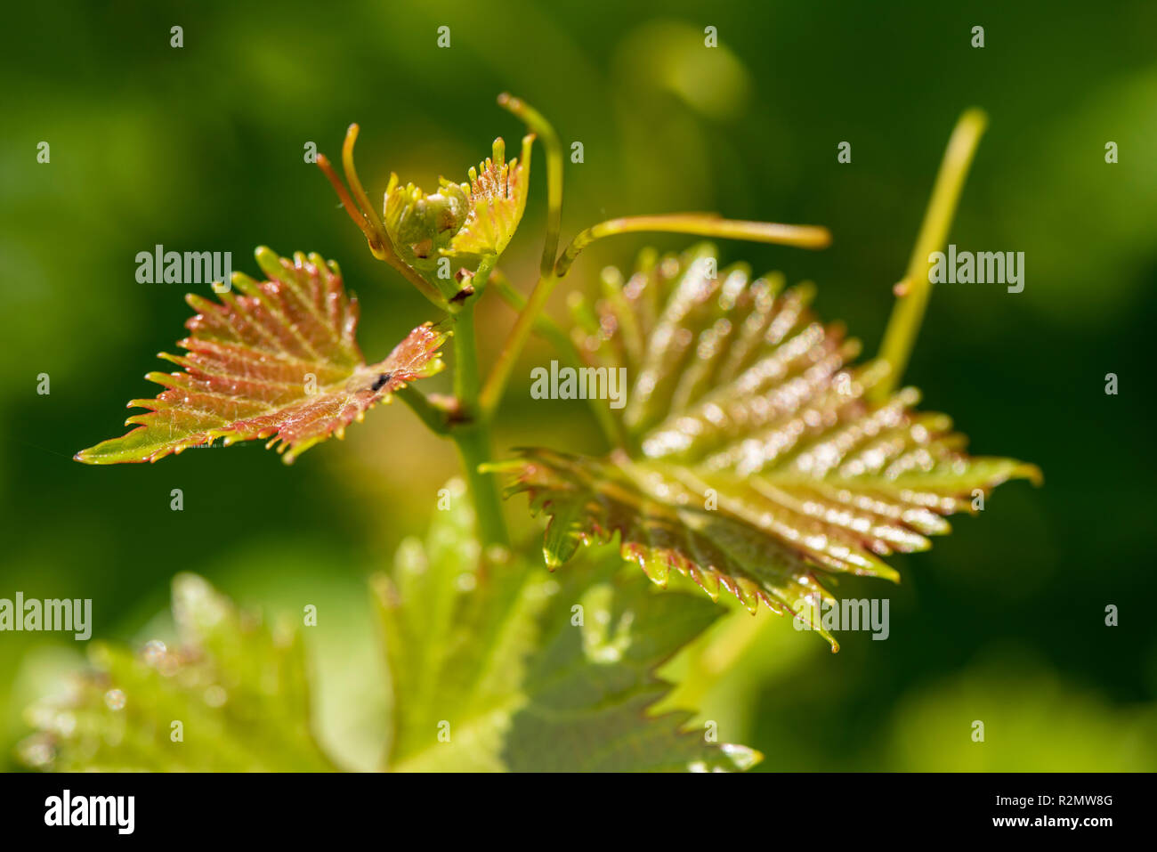 Grapevine as a medicinal plant for natural medicine and herbal medicine Stock Photo