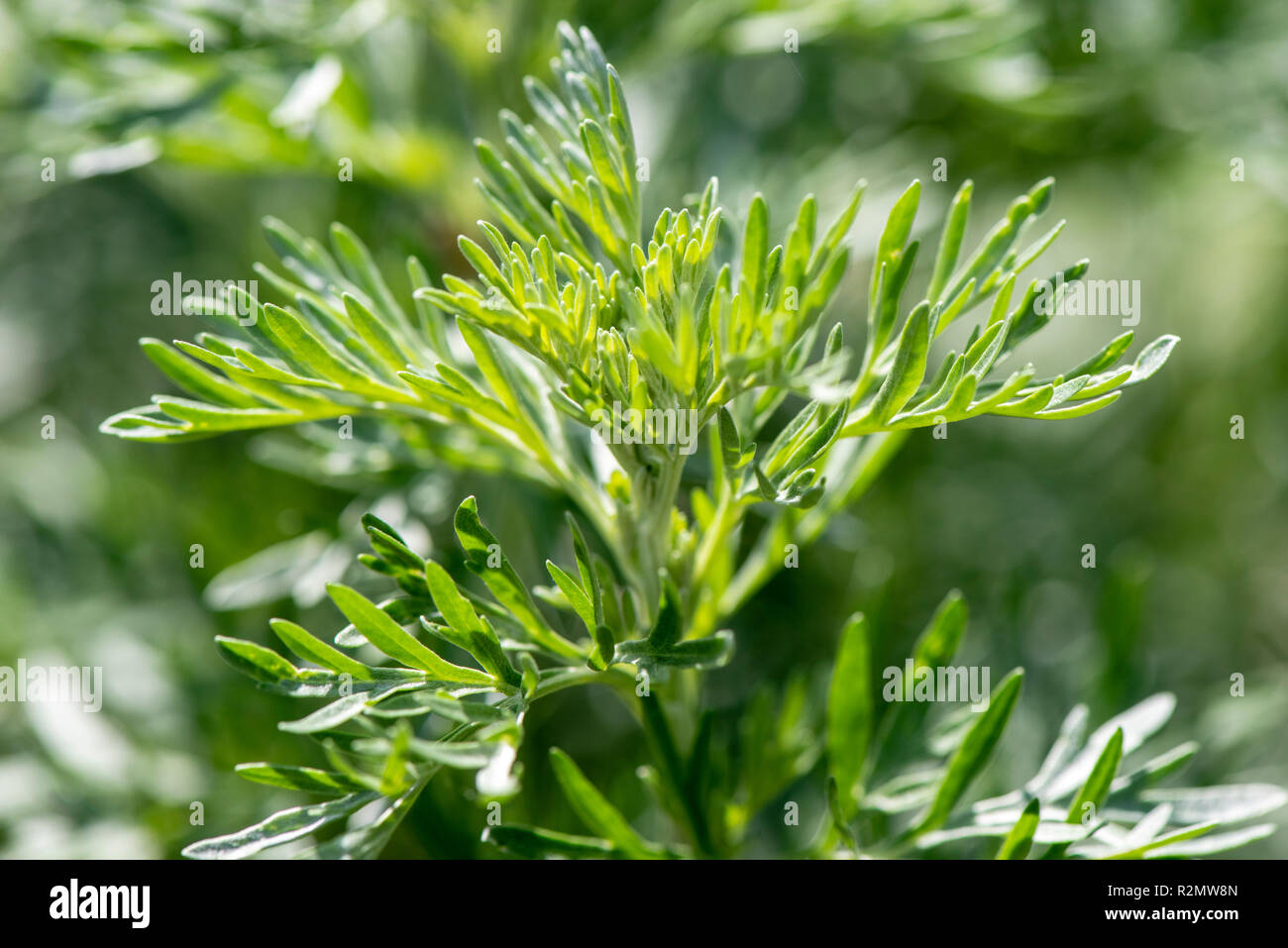 Vermouth as a medicinal plant for natural medicine and herbal medicine Stock Photo