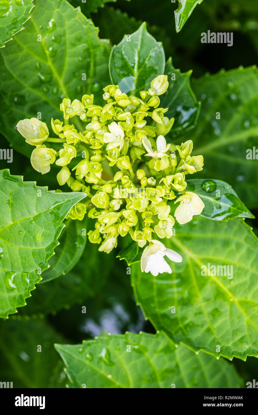 Garden hydrangea, blossom, close-up Stock Photo