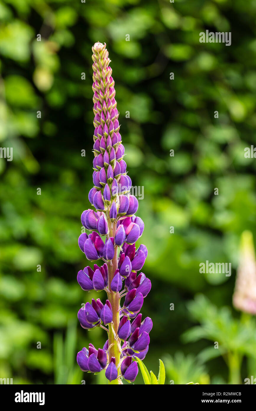 Lupine blossom in the garden Stock Photo