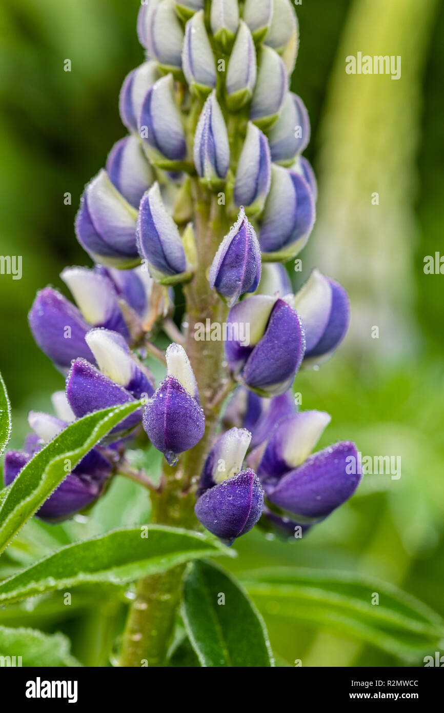 Lupine blossom in the garden Stock Photo