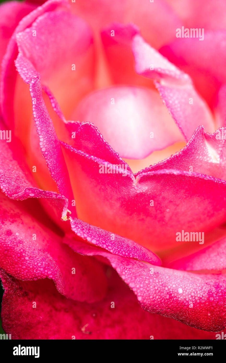 Pink nostalgia, close-up Stock Photo