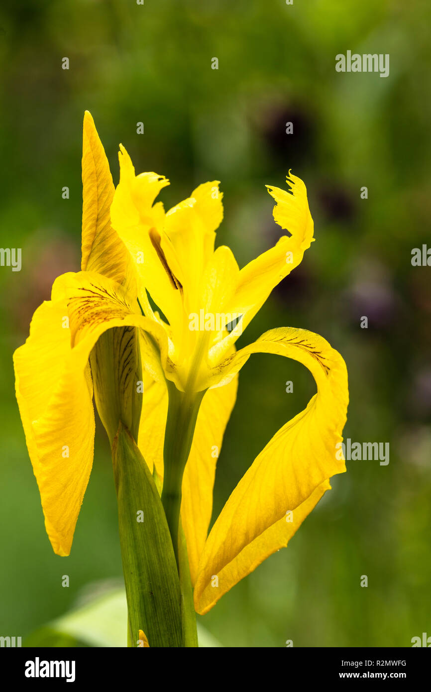 shallow flower, water iris, yellow iris, iris pseudacorus, flower Stock Photo