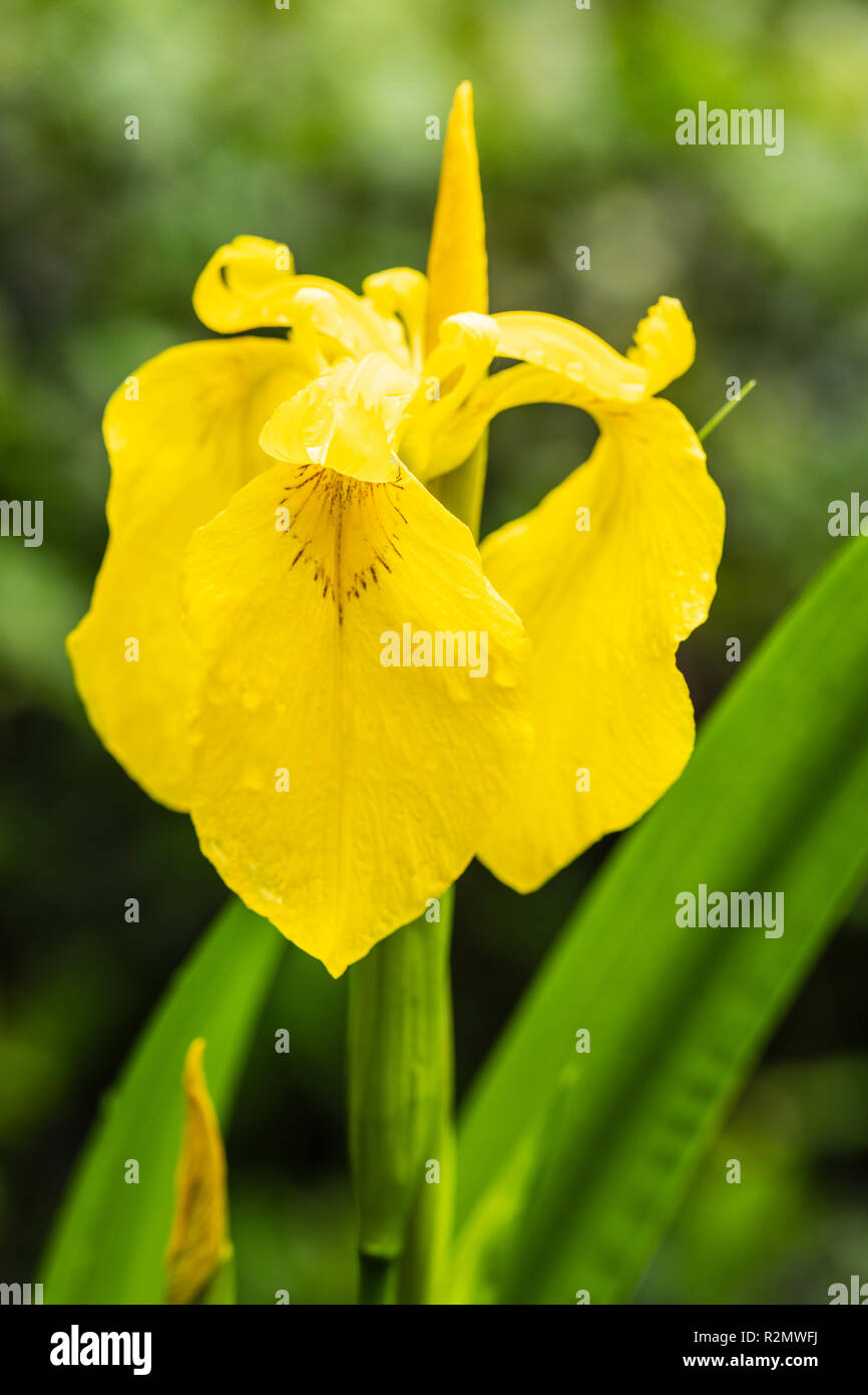 shallow flower, water iris, yellow iris, iris pseudacorus, flower Stock Photo
