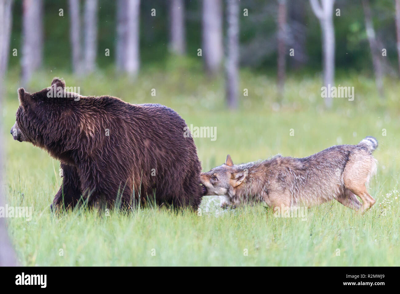 Wolf attacks brown Bear Stock Photo