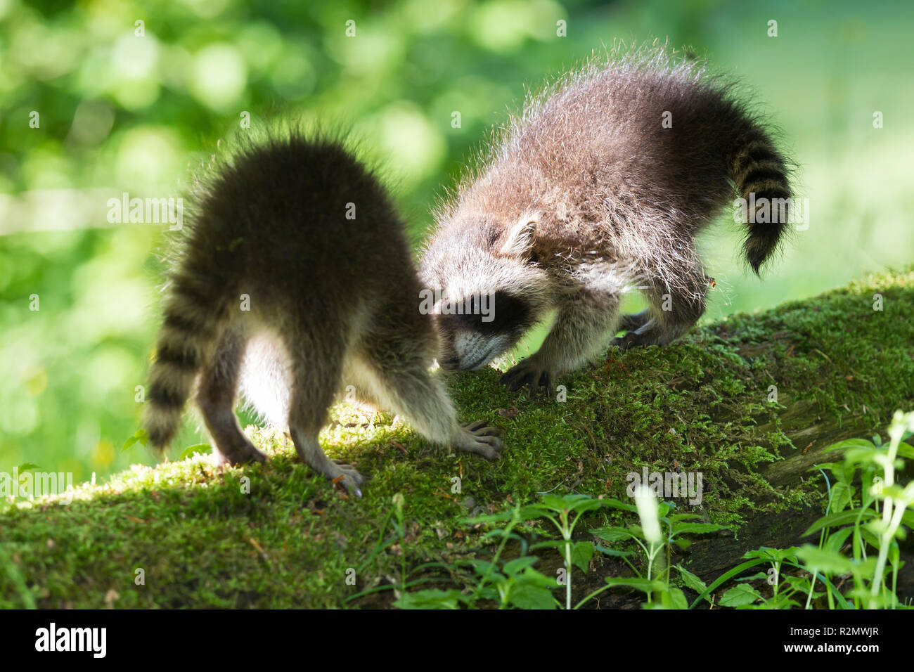 two young raccoons on tree trunk Stock Photo