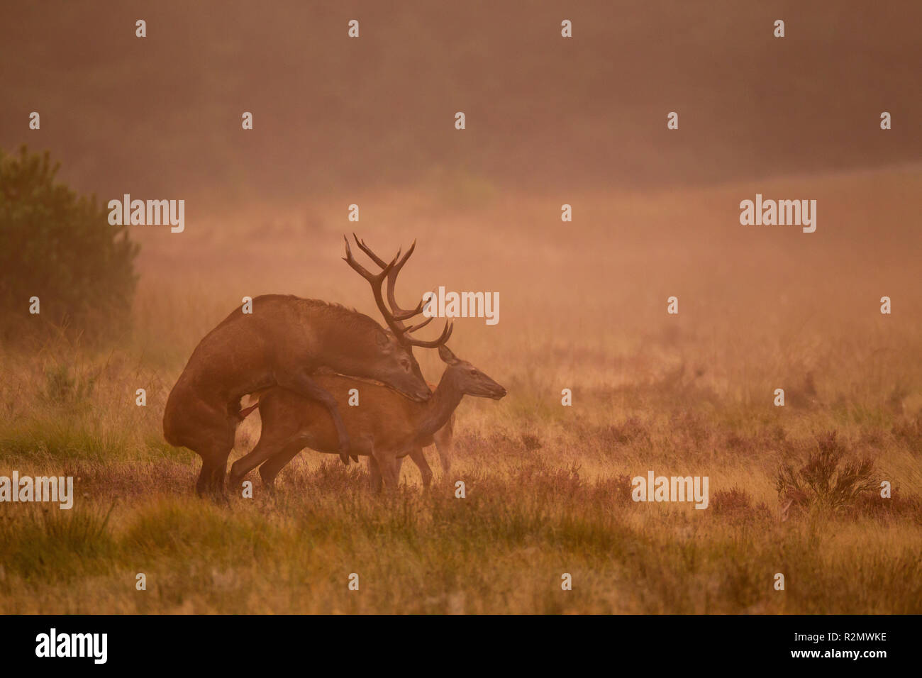 Red deer at mating Stock Photo Alamy