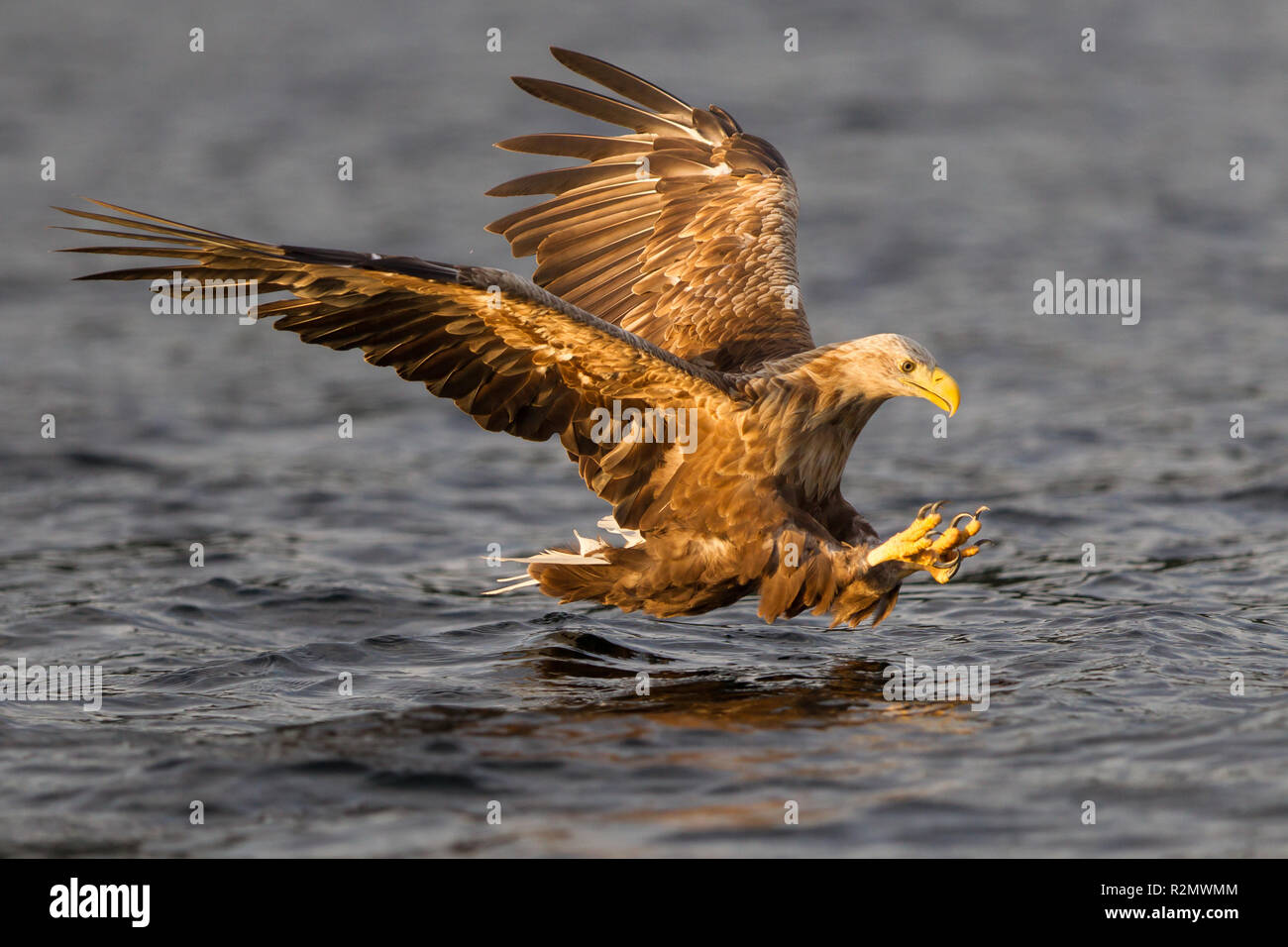 Whitetailed Eagle at the prey kick Stock Photo Alamy