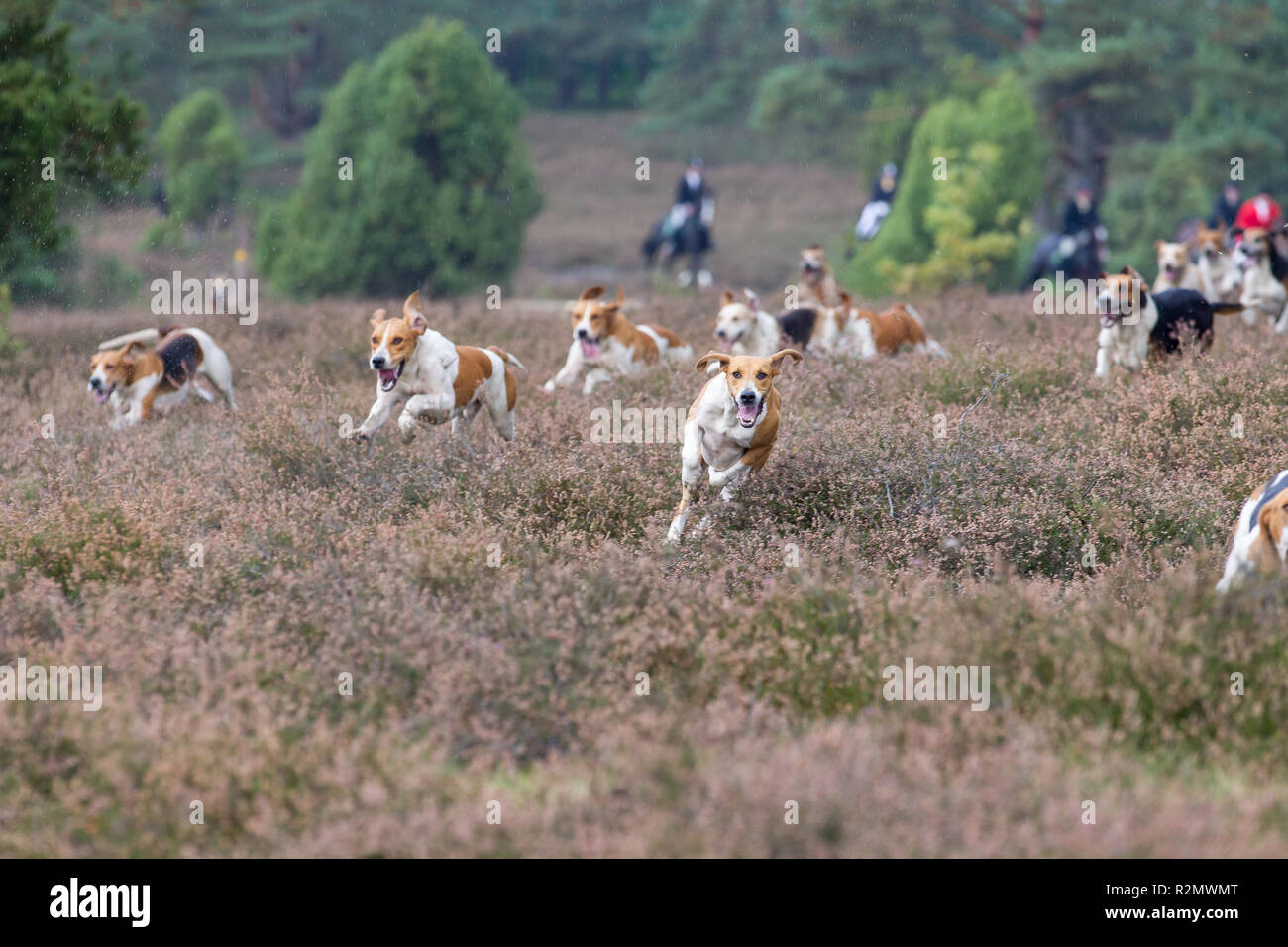 Dog pack, Foxhounds Stock Photo