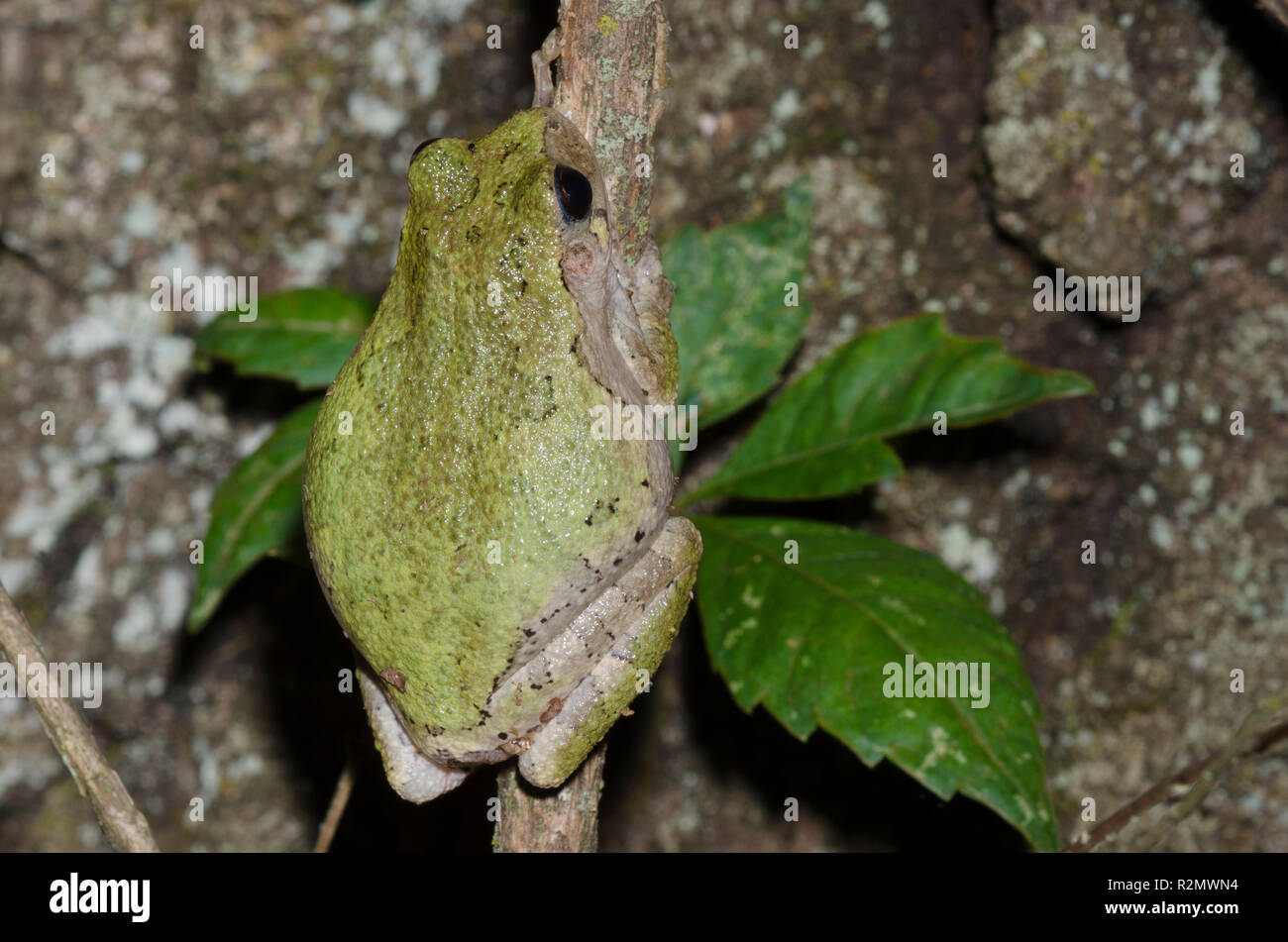 Cope's Gray Tree Frog, Hyla chrysoscelis Stock Photo