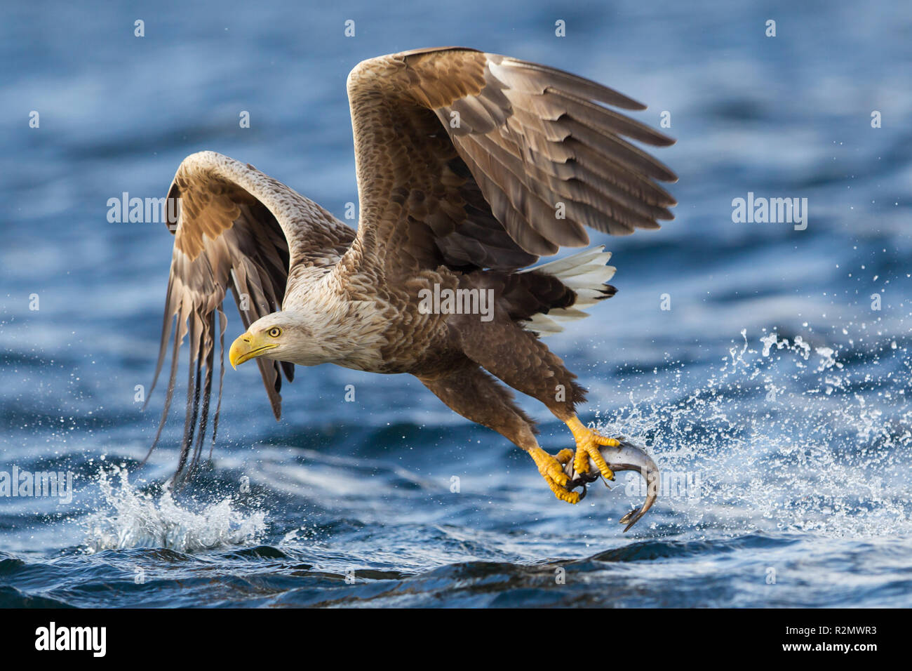 Sea eagle hi-res stock photography and images - Alamy