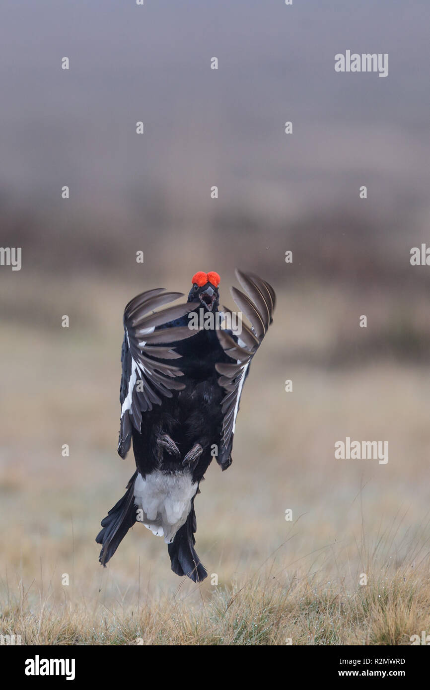 Blackcock