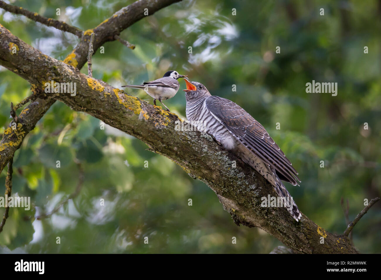 Cuckoo is fed by a wagtail Stock Photo
