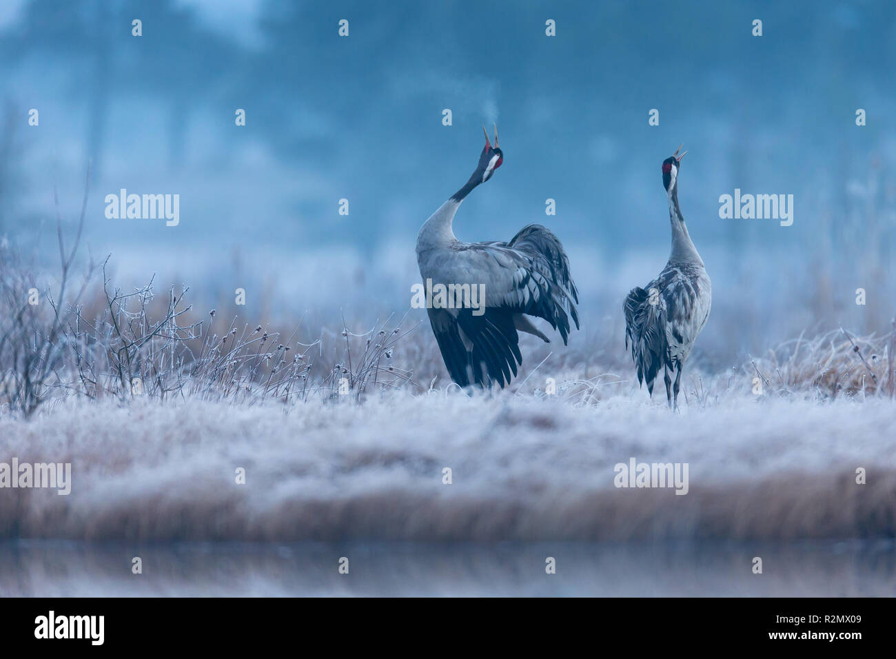 Crane pair, courtship calls at dawn Stock Photo