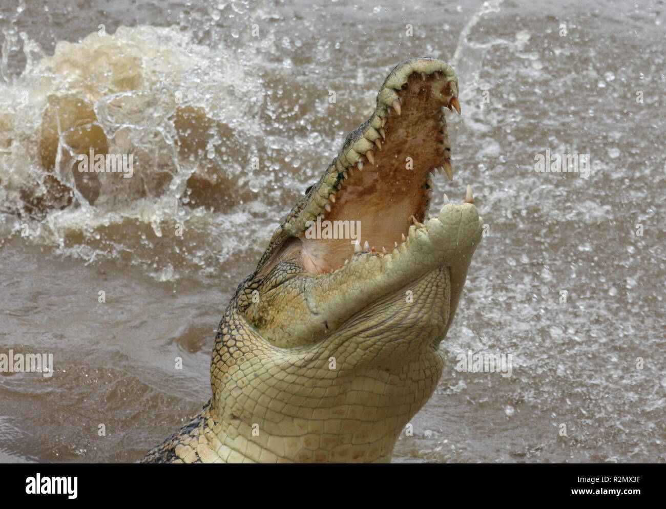 Angry Croc Adelaide river crocodiles hi-res stock photography and images - Alamy