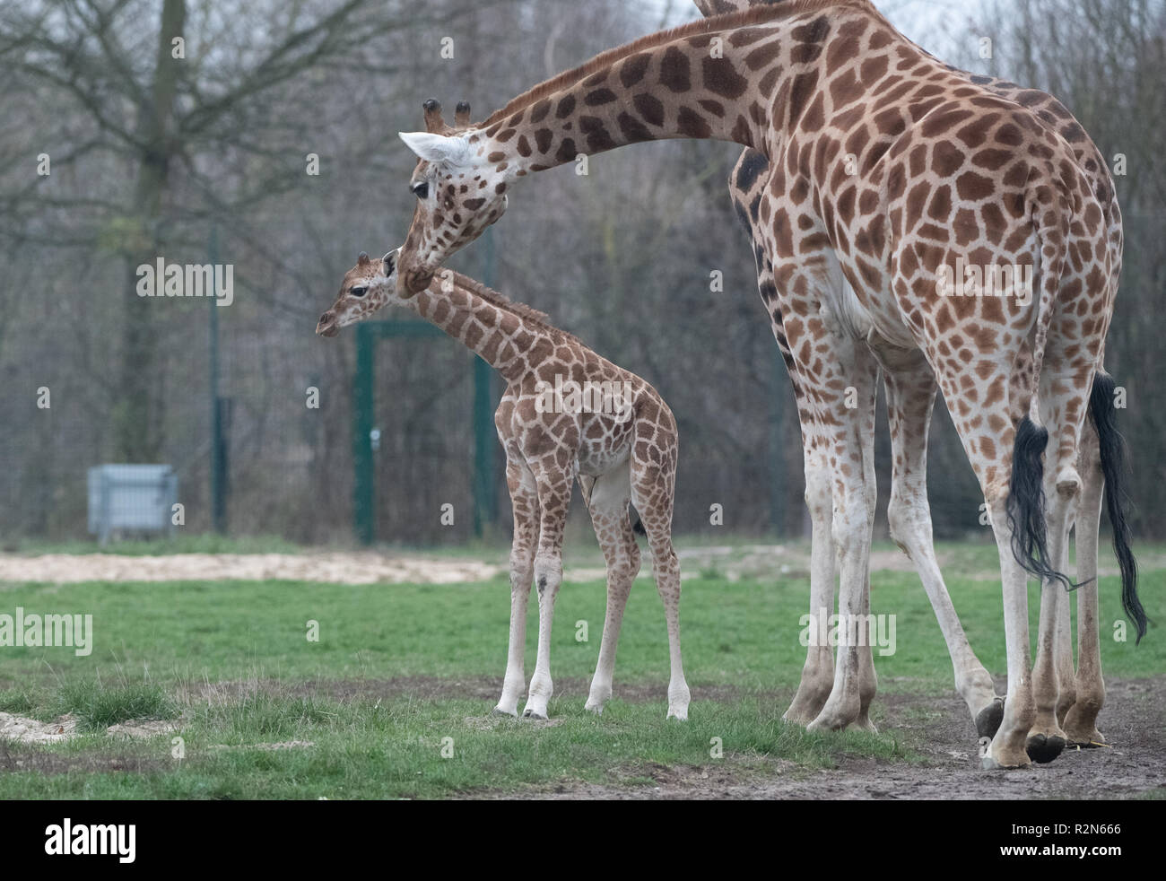 Berlin, Germany. 20th Nov, 2018. Giraffe offspring Ella explores the outdoor  enclosure in the Tierpark Berlin with the herd for the first time. Giraffe  lady Amalka (5) gave birth to the young