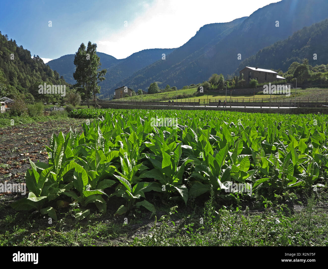 The tradition of tobacco cultivation is still being maintained in the  region around the municipality of La Cortinada in the Pyrenees in Andorra,  added on 17.09.2018 | usage worldwide Stock Photo