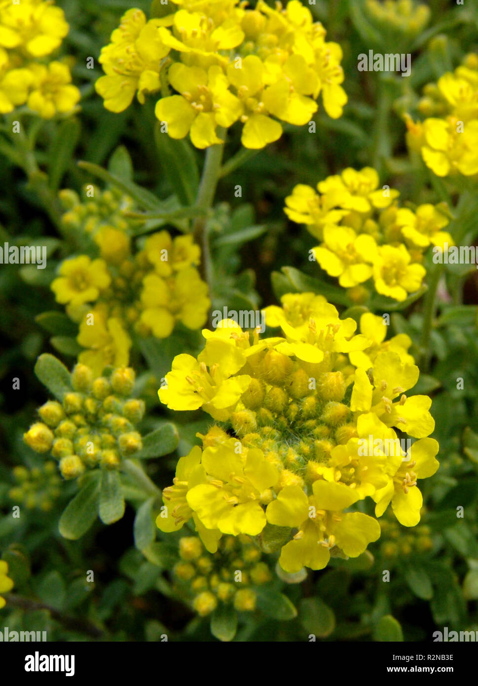 Steinkraut alyssum saxatile hi-res stock photography and images - Alamy