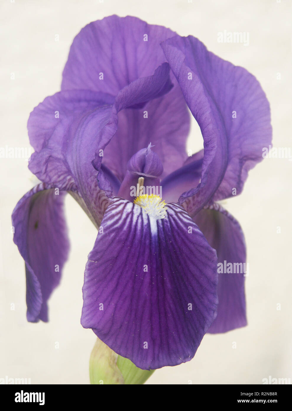 iris 3 Stock Photo