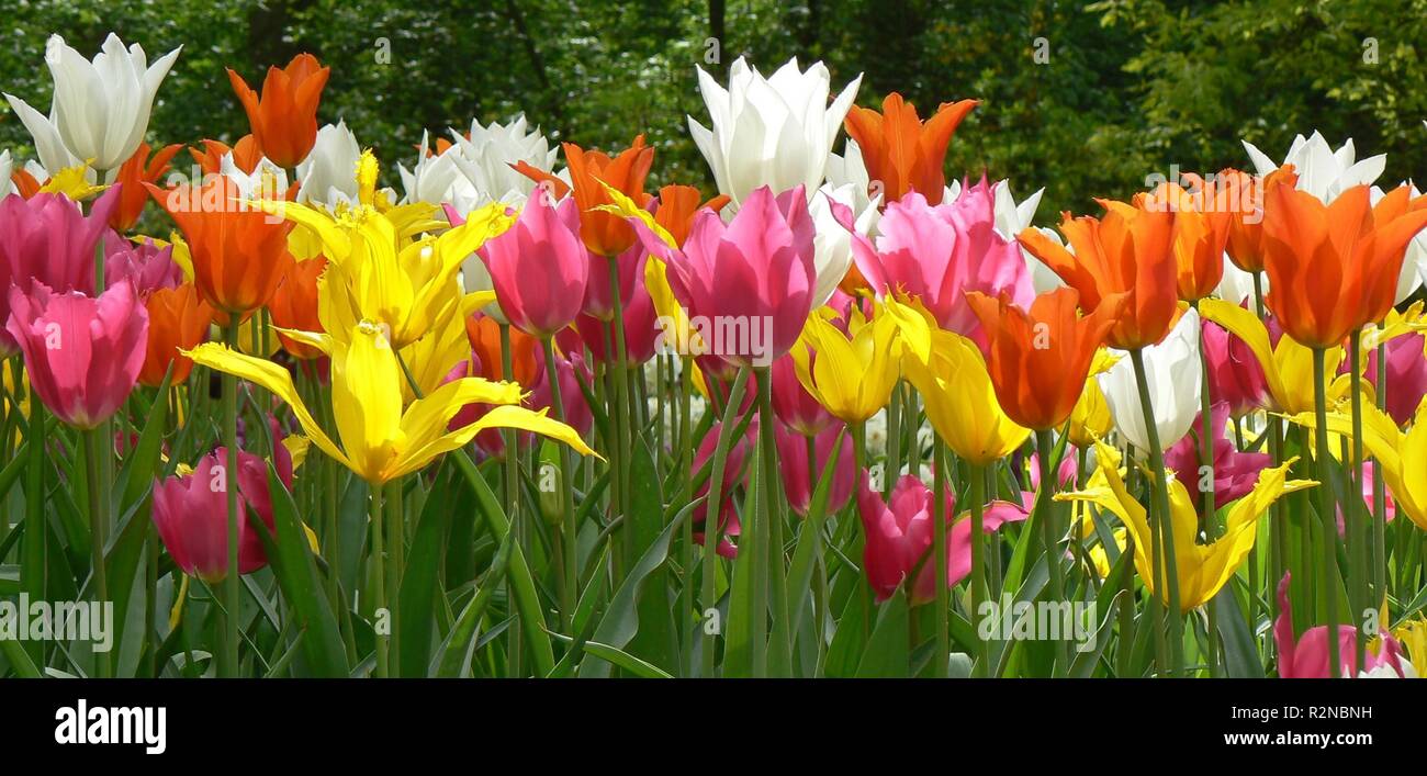 Splendorous Color Splendor piece hi-res stock photography and images - Alamy