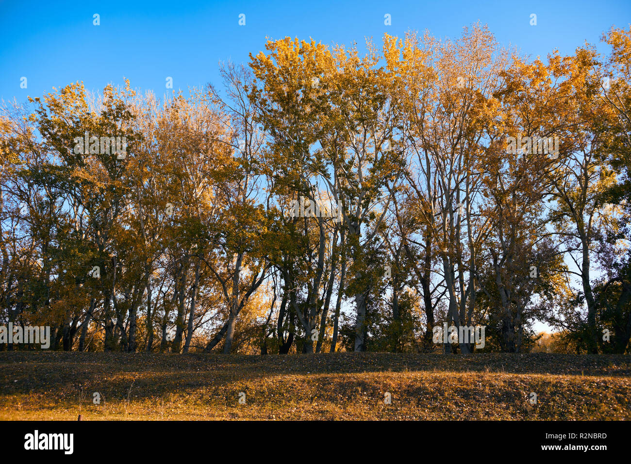 beautiful trees in the autumn season,bright sunlight at day Stock Photo ...