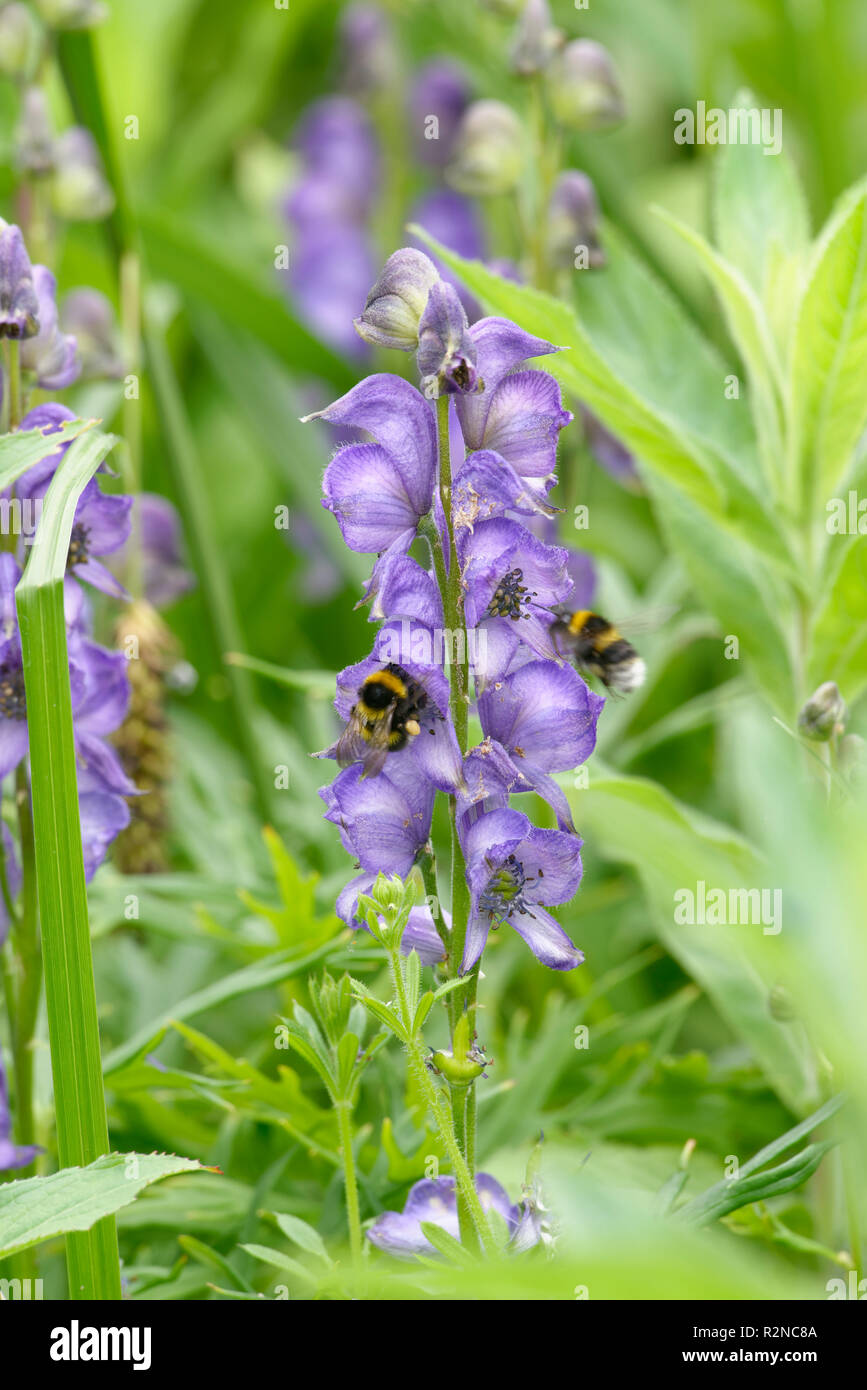 Monkshood - Aconitum napellus  with two Bees Stock Photo
