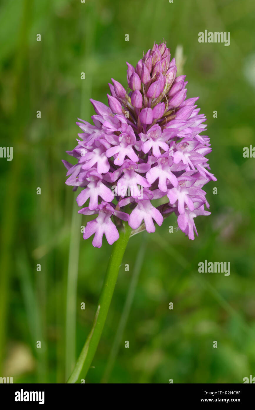 Limestone grassland wild flower hi-res stock photography and images - Alamy