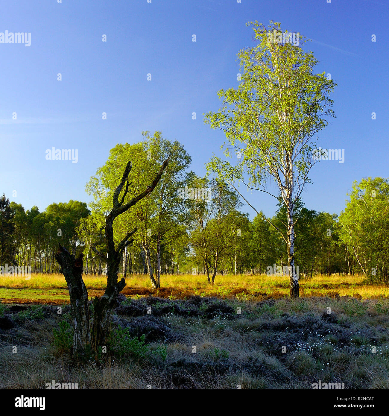 Bruchwald And Moorheide 2 Stock Photo Alamy bruchwald-and-moorheide-2-stock-photo-alamy
