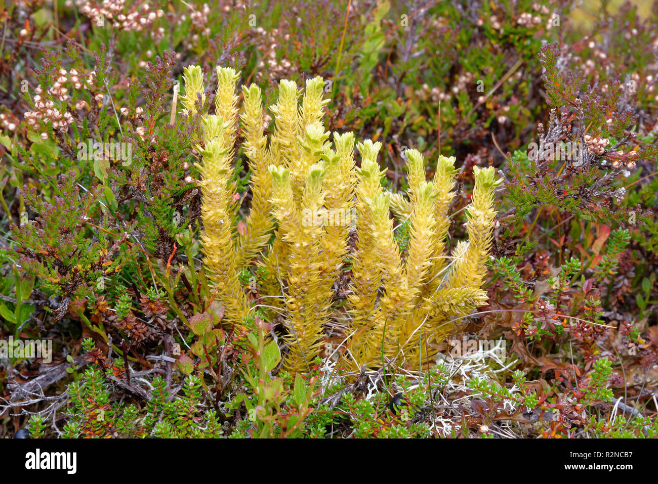 Mossy Cyphel - Minuartia sedoides  with Crowberry & Heather  Mountain plant from Scotland Stock Photo