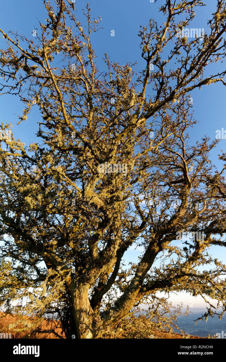Lichen covered Hawthorn Bush Berries - Crataegus monogyna  Sugar Loaf, Abergavenny, Monmouthshire, Wales Stock Photo