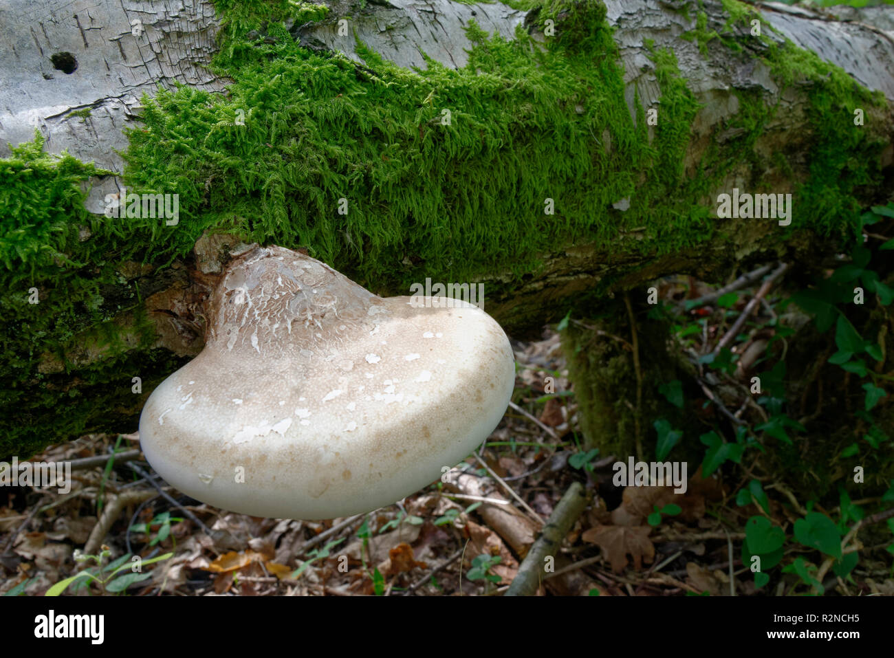 Birch Polypore Bracket Fungi - Piptoporus betulinus  On fallen Birch tree Stock Photo