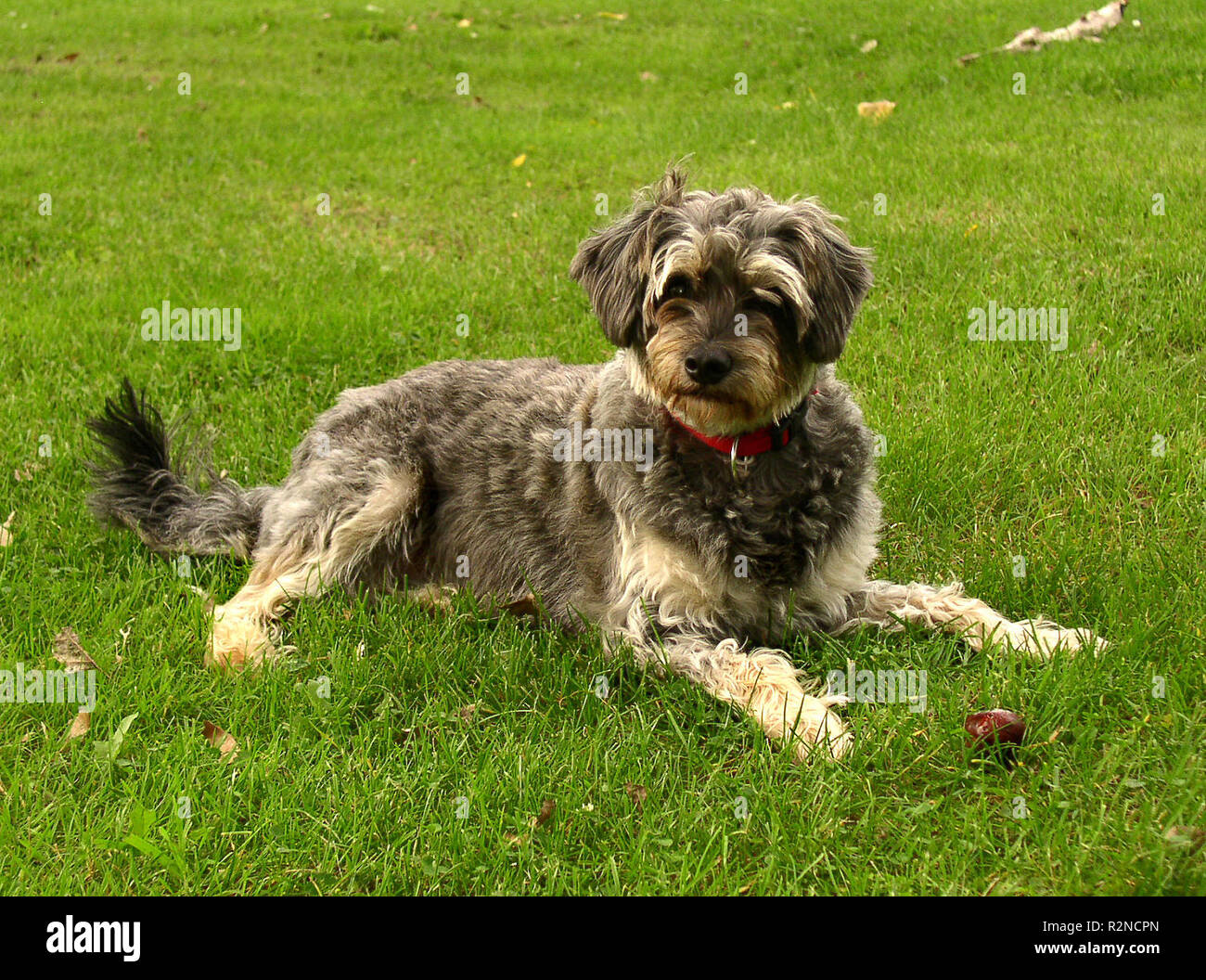 dog in the meadow Stock Photo