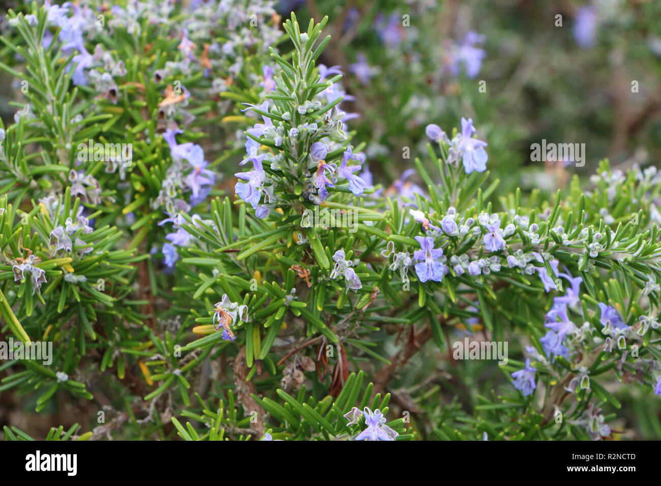 Rosemary plant with purple flowers in a garden Stock Photo Alamy