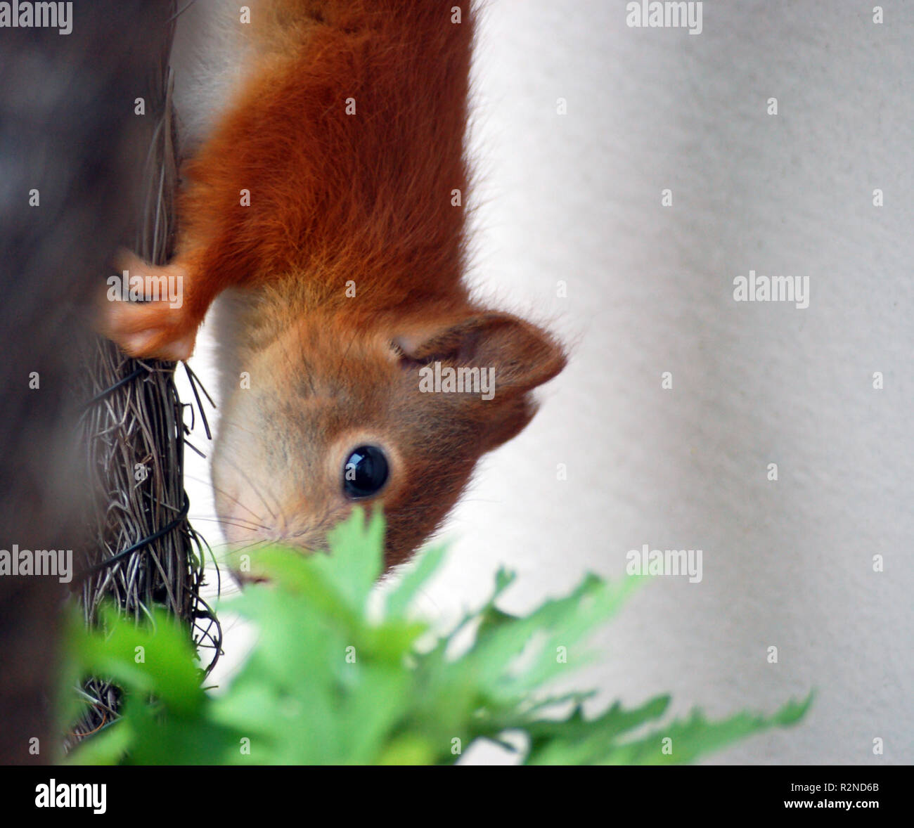 squirrel upside down Stock Photo