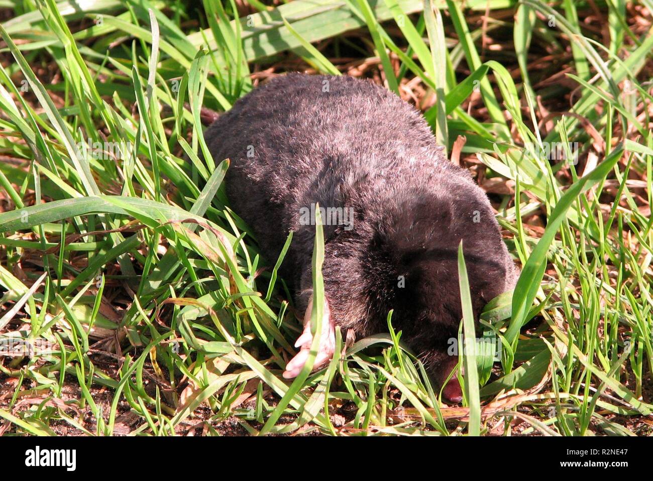 mole grabowski Stock Photo - Alamy