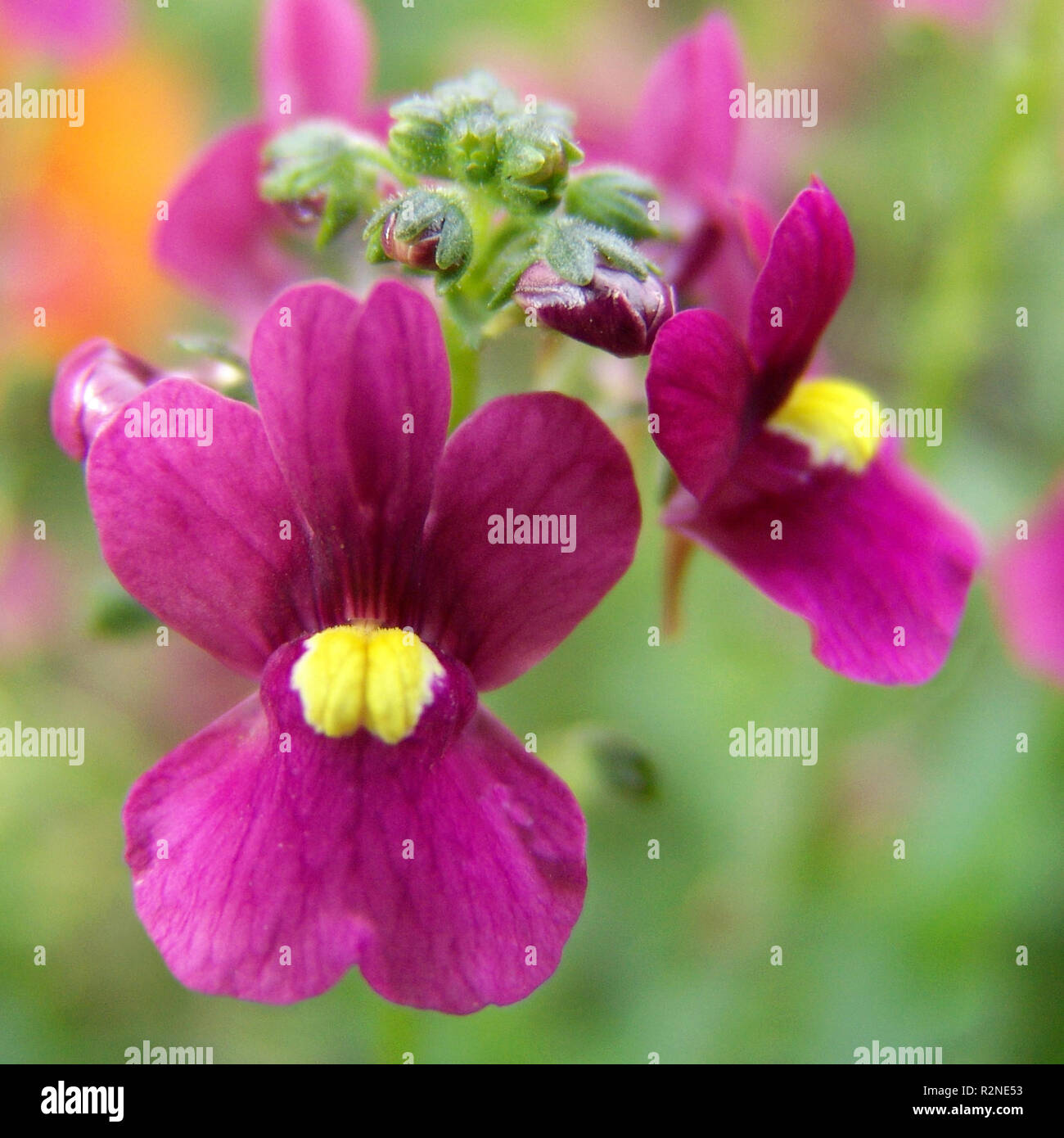 nemesia elf level Stock Photo Alamy